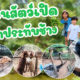 สัมผัสชีวิตสัตว์แบบใกล้ชิดเหมือนไปซาฟารี (สวนสัตว์เปิด เขาประทับช้าง)