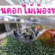 🌷 พาเที่ยวสวนดอกไม้เมืองหนาว ที่ระยอง จุดเช็คอินสุดโรแมนติกที่สายถ่ายรูปห้ามพลาด!